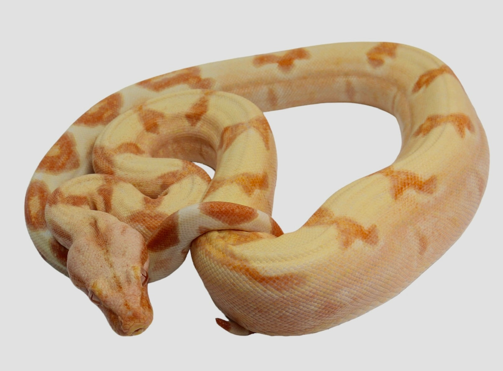 2021 Male Lipstick Sunglow (Albino) Jungle Poss IMG Boa Constrictor