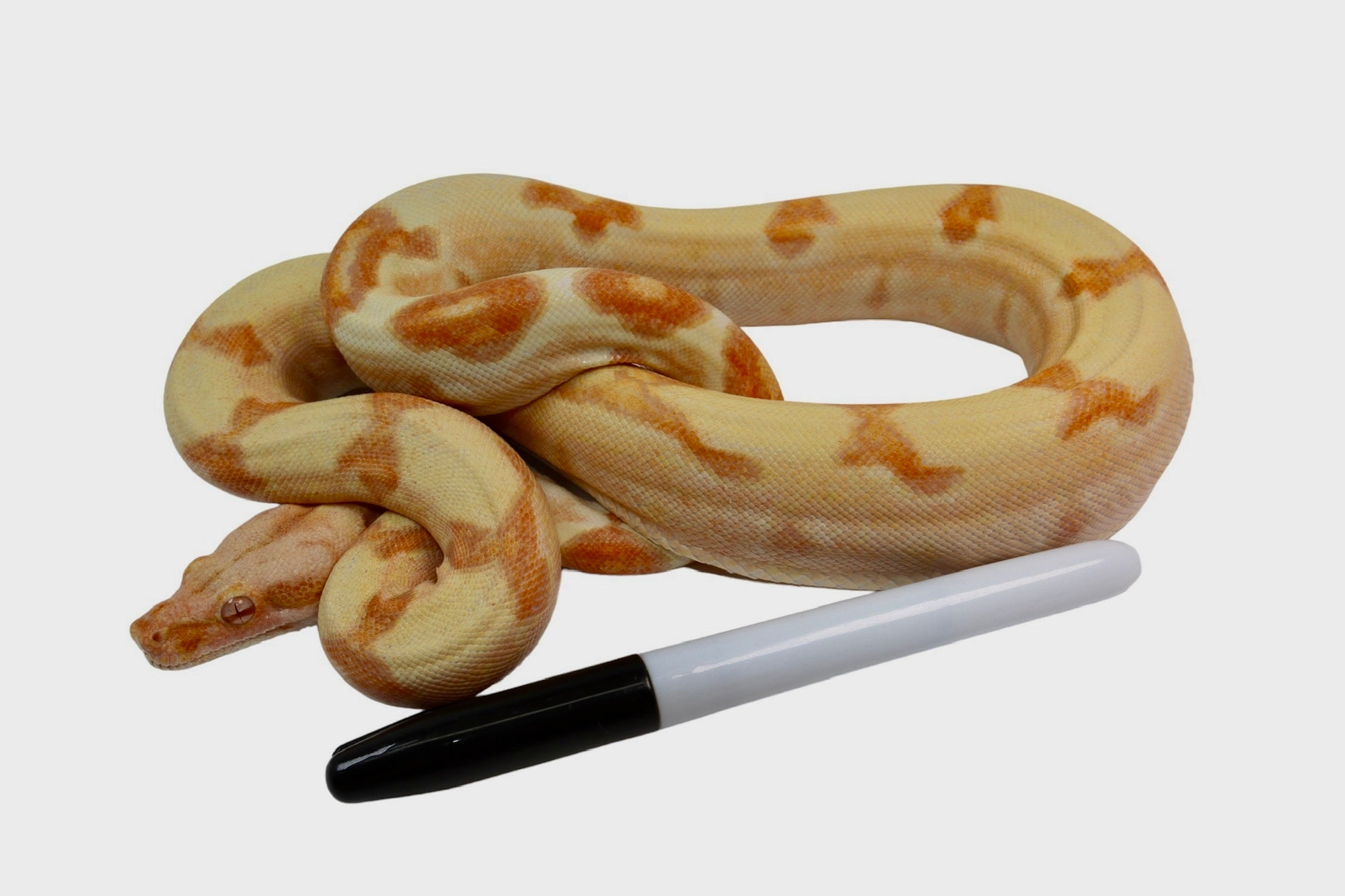 2021 Male Lipstick Sunglow (Albino) Jungle Poss IMG Boa Constrictor