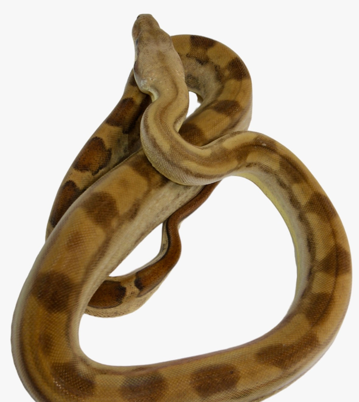 2021 Male Fire(Het. Leucistic) Motley Het Anerythristic Possible Het Albino Boa