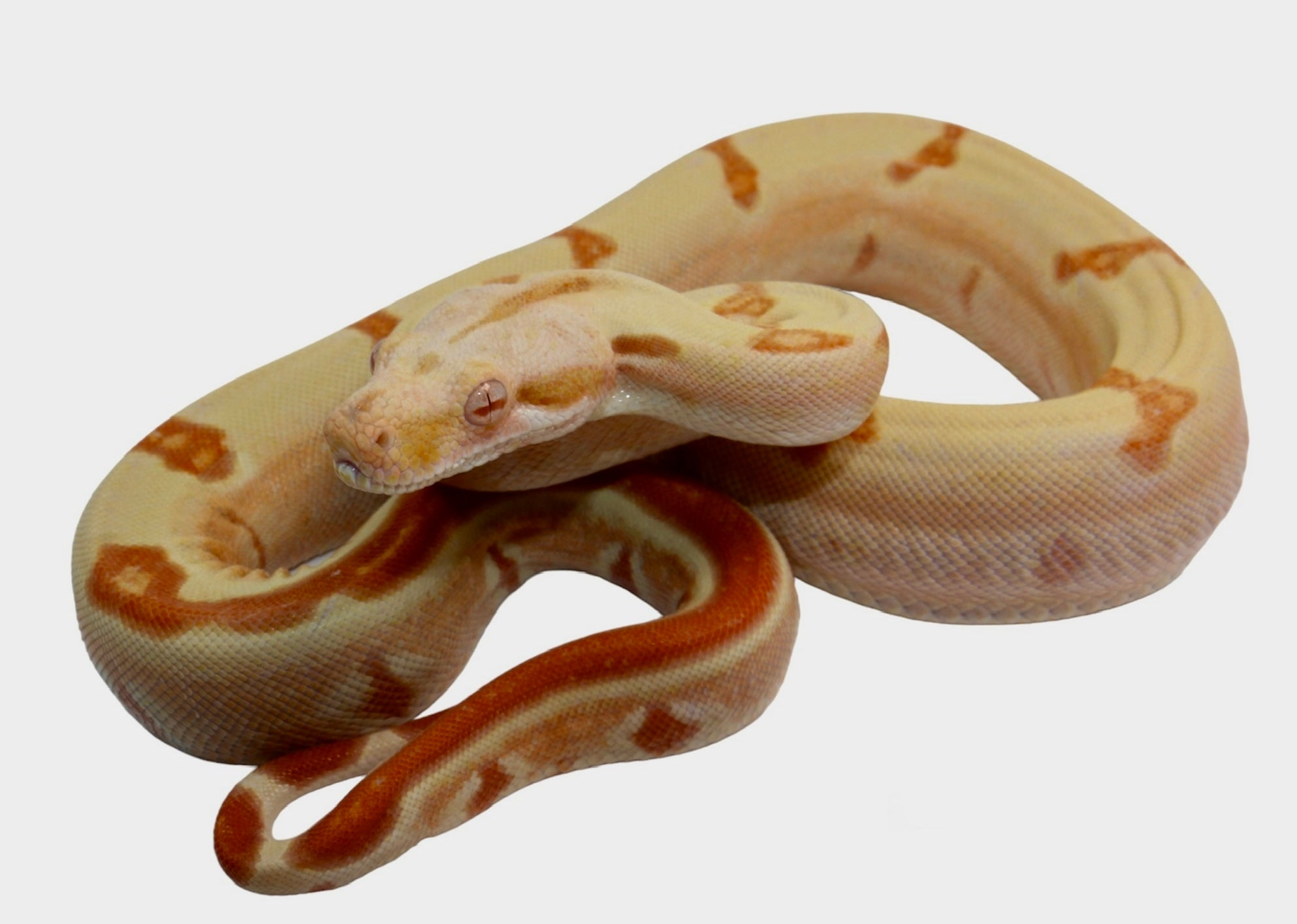 2021 Female Possible Super Sunglow Jungle Lipstick Line Boa Constrictor.