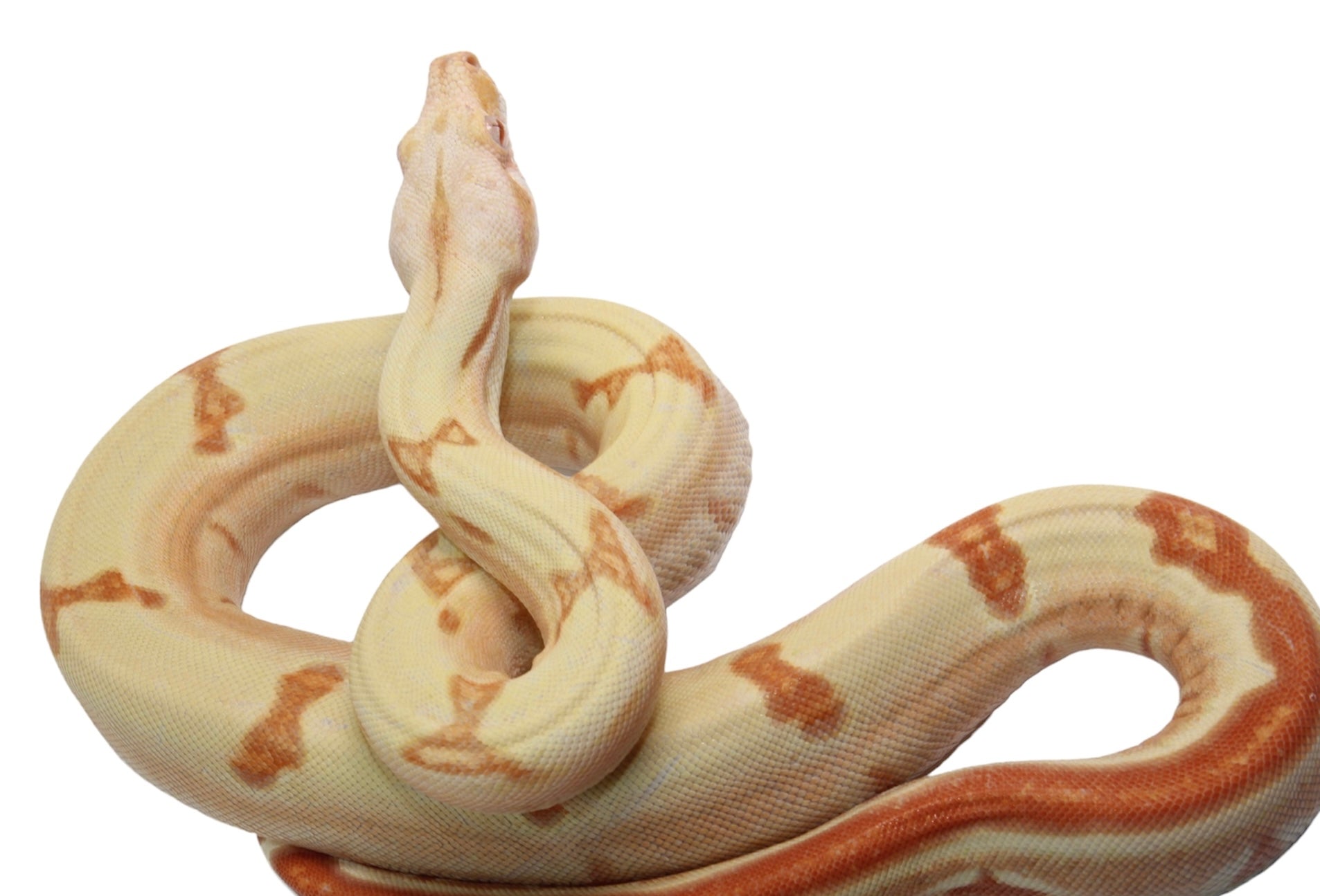 2021 Female Possible Super Sunglow Jungle Lipstick Line Boa Constrictor.