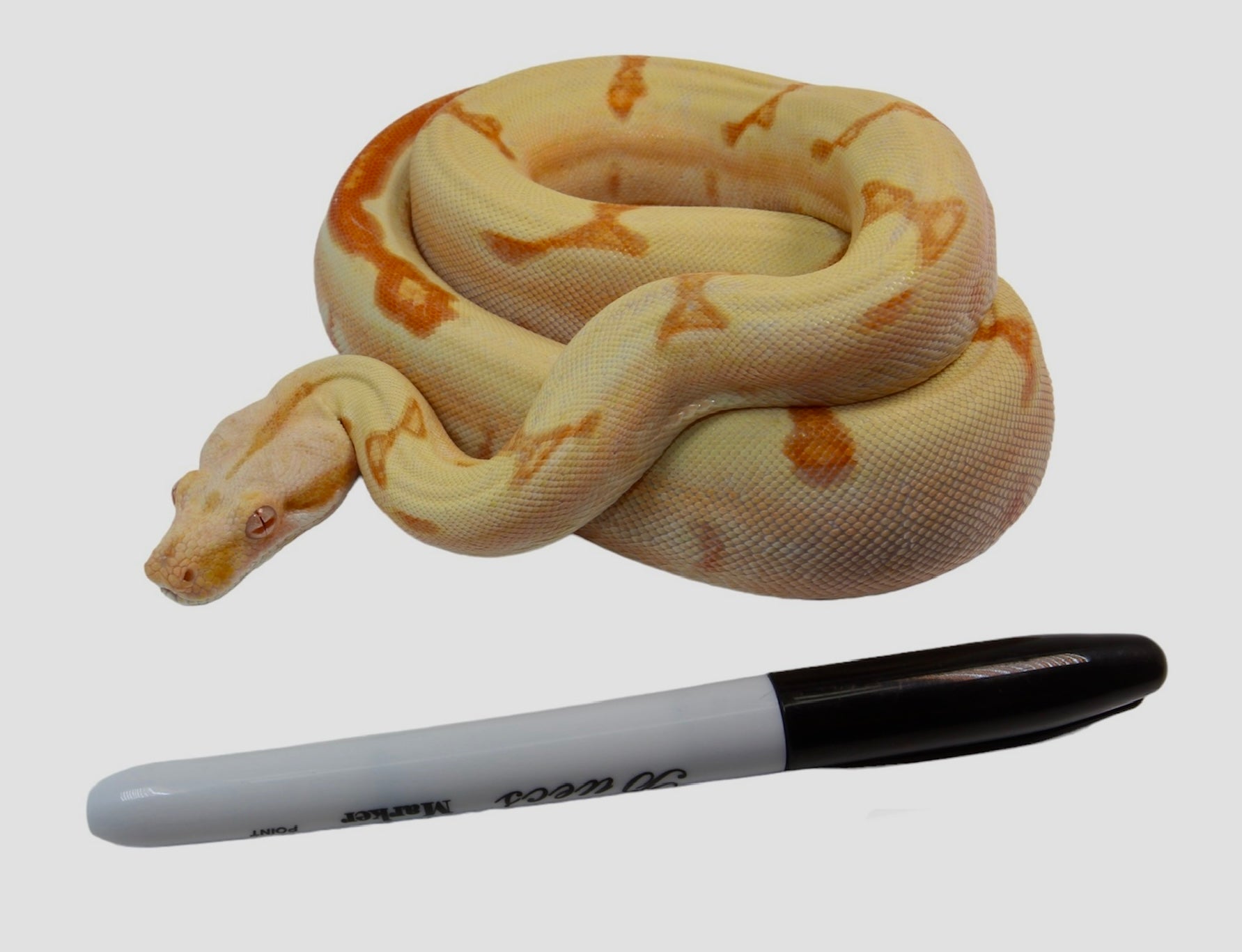 2021 Female Possible Super Sunglow Jungle Lipstick Line Boa Constrictor.