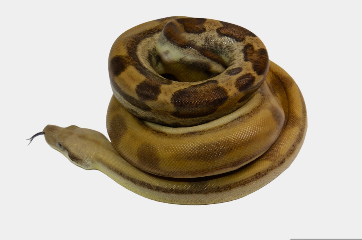 SALE! 21' (Updated) Female Fire Motley Het Anerythristic Possible Het Kahl Albino Boa Constrictor.