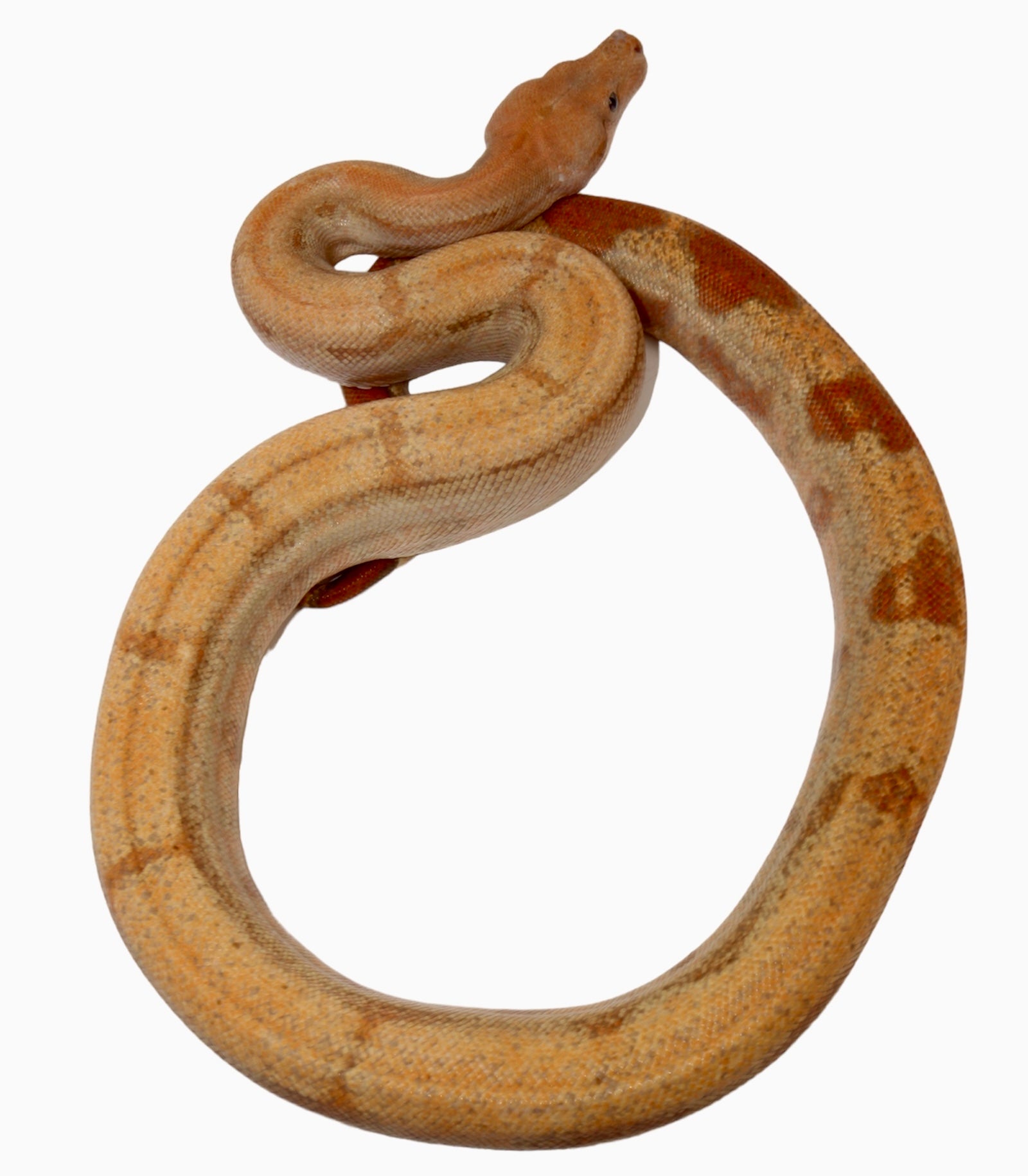 2021 Female Burke T+ Fire Hypo Red Stripe Boa Constrictor