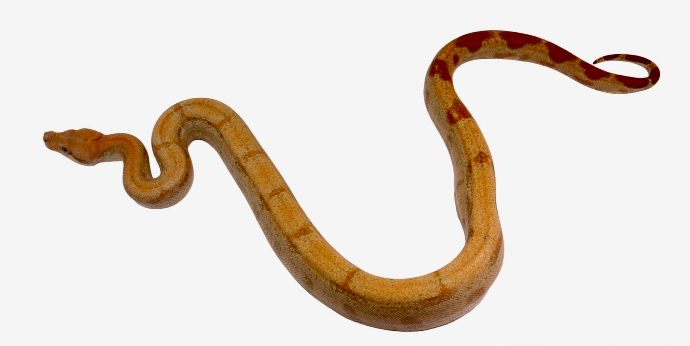 2021 Female Burke T+ Fire Hypo Red Stripe Boa Constrictor