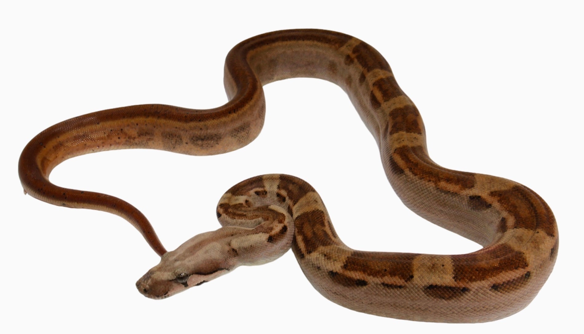 2021 Male Hypo Motley Jungle Het. Kahl Albino Boa Constrictor