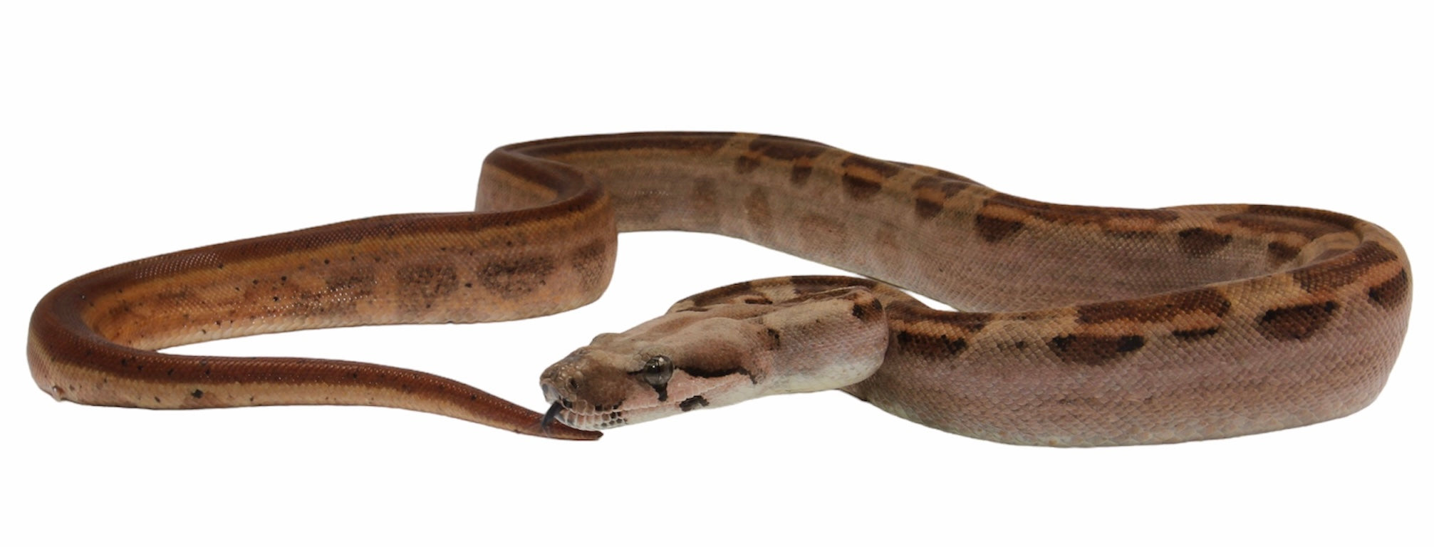 2021 Male Hypo Motley Jungle Het. Kahl Albino Boa Constrictor