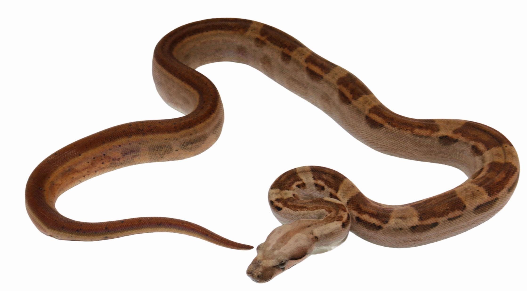 2021 Male Hypo Motley Jungle Het. Kahl Albino Boa Constrictor