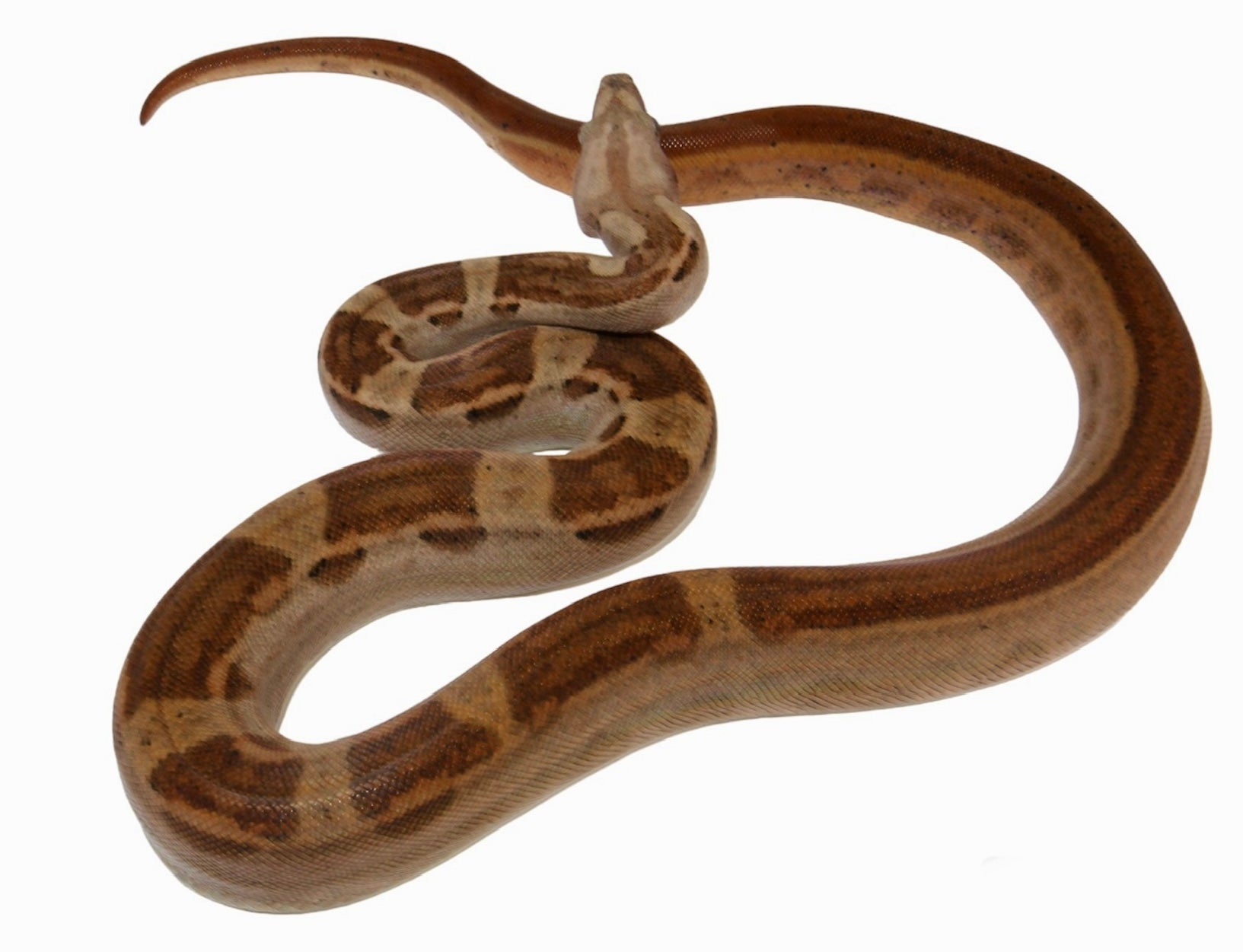 2021 Male Hypo Motley Jungle Het. Kahl Albino Boa Constrictor