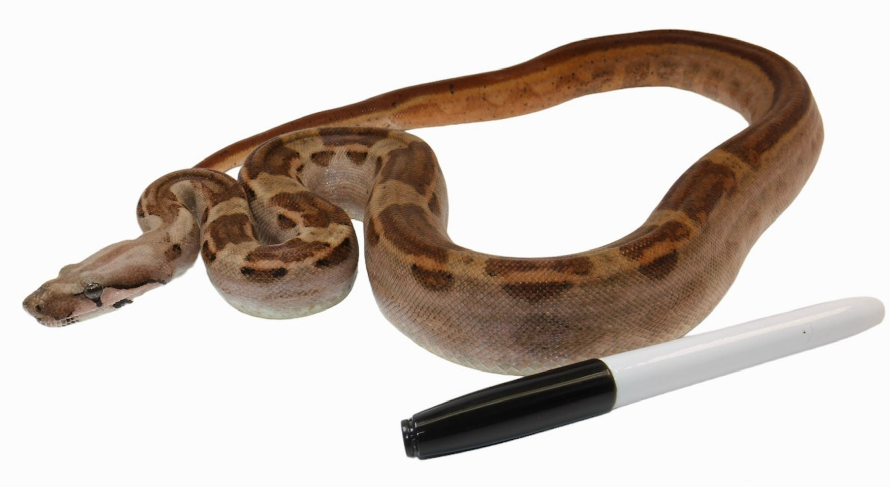 2021 Male Hypo Motley Jungle Het. Kahl Albino Boa Constrictor