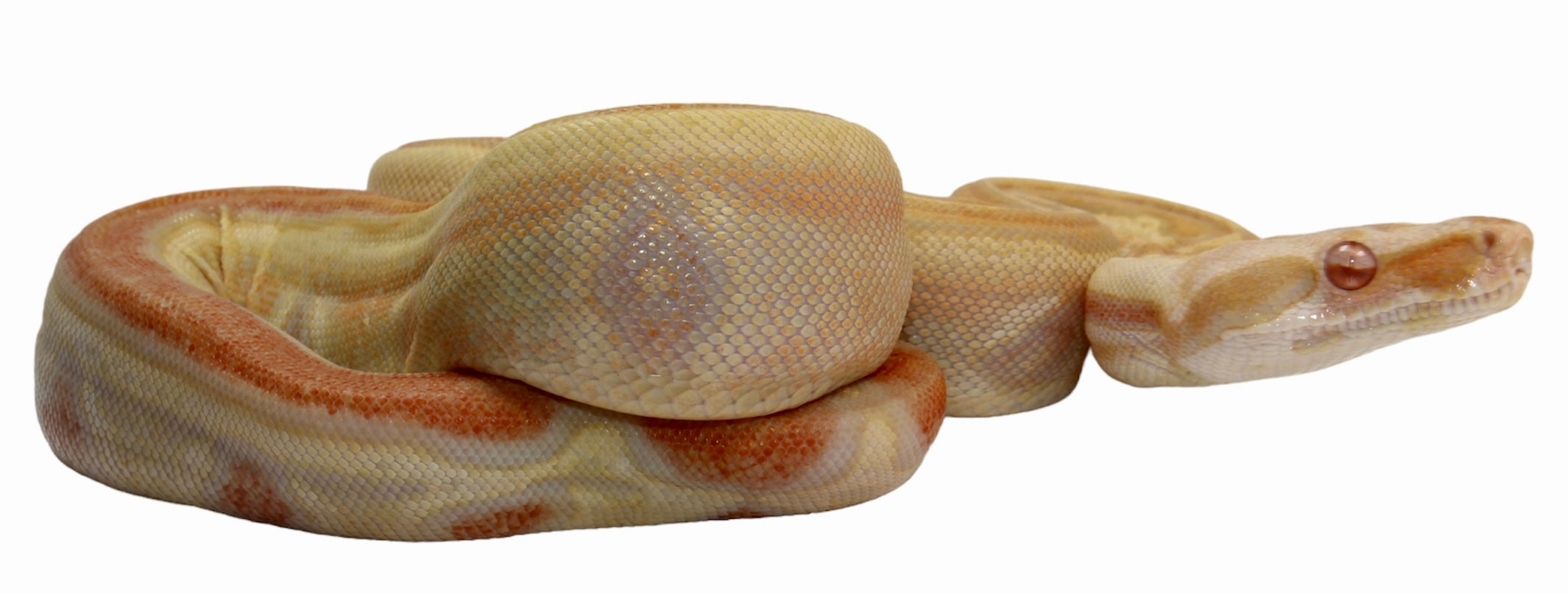 2021 Female IMG Albino Jungle Genetic stripe Boa Constrictor