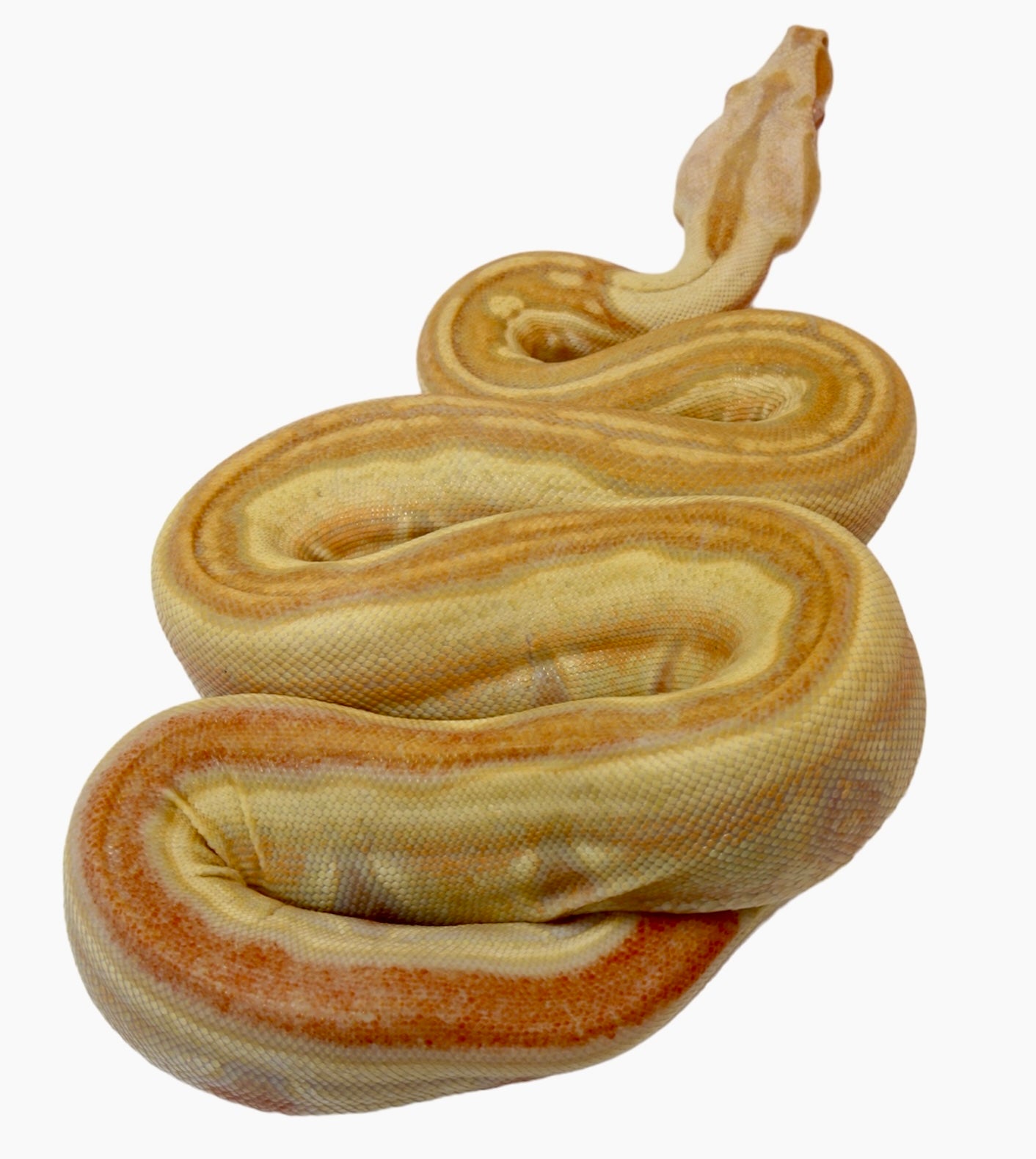 2021 Female IMG Albino Jungle Genetic stripe Boa Constrictor