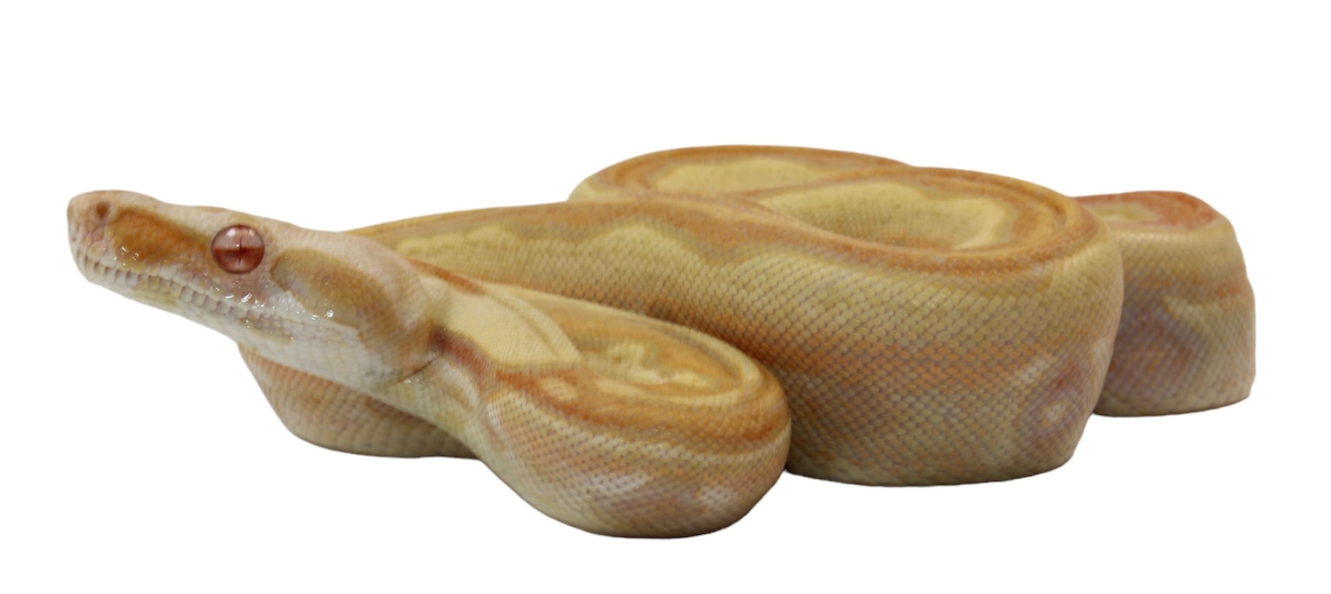 2021 Female IMG Albino Jungle Genetic stripe Boa Constrictor