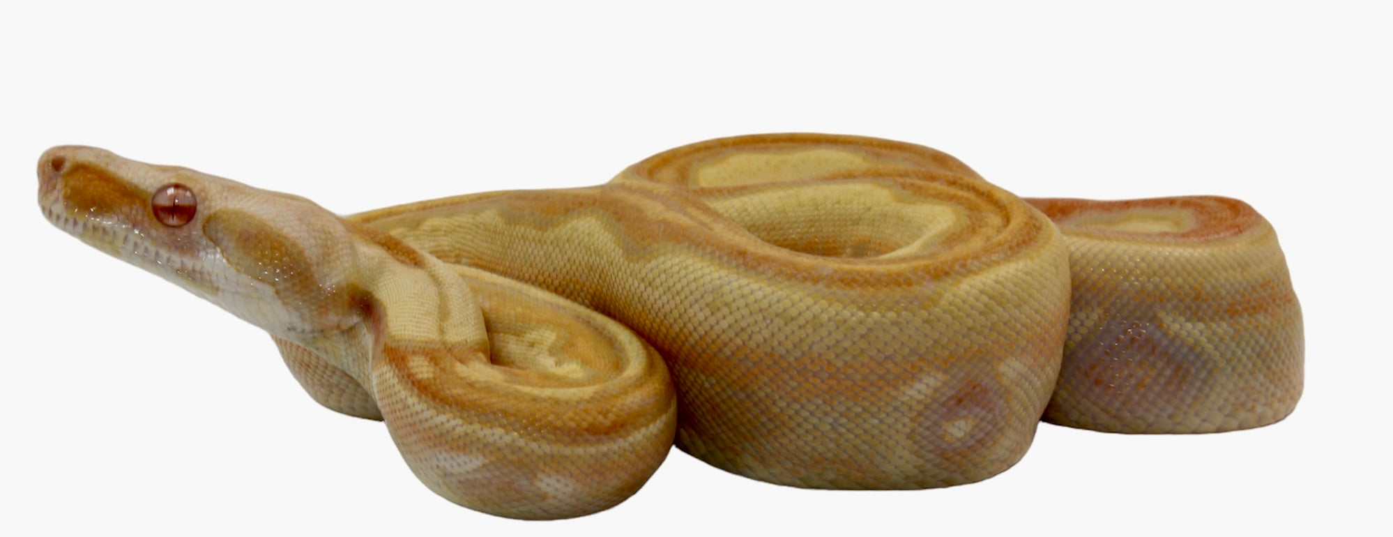 2021 Female IMG Albino Jungle Genetic stripe Boa Constrictor