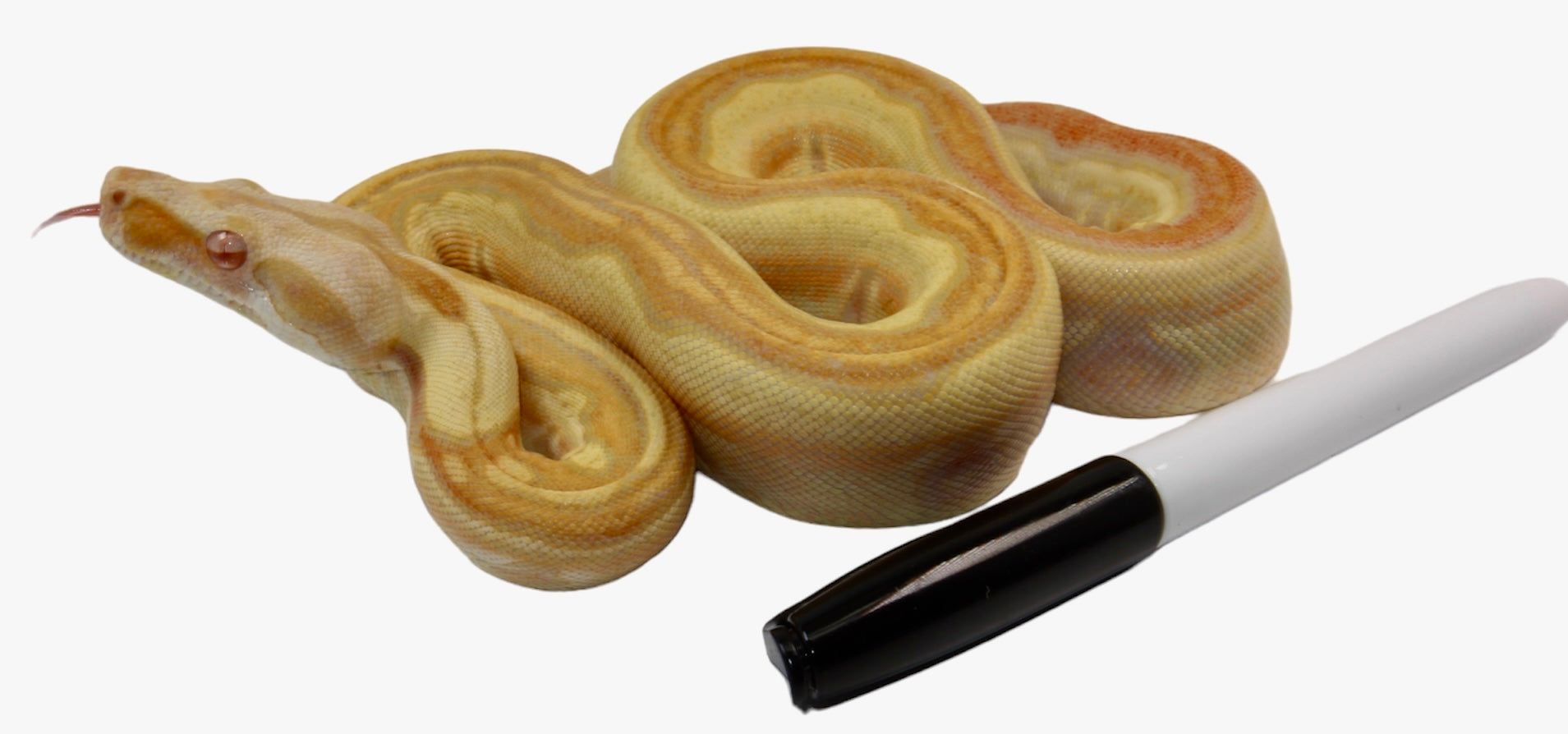 2021 Female IMG Albino Jungle Genetic stripe Boa Constrictor