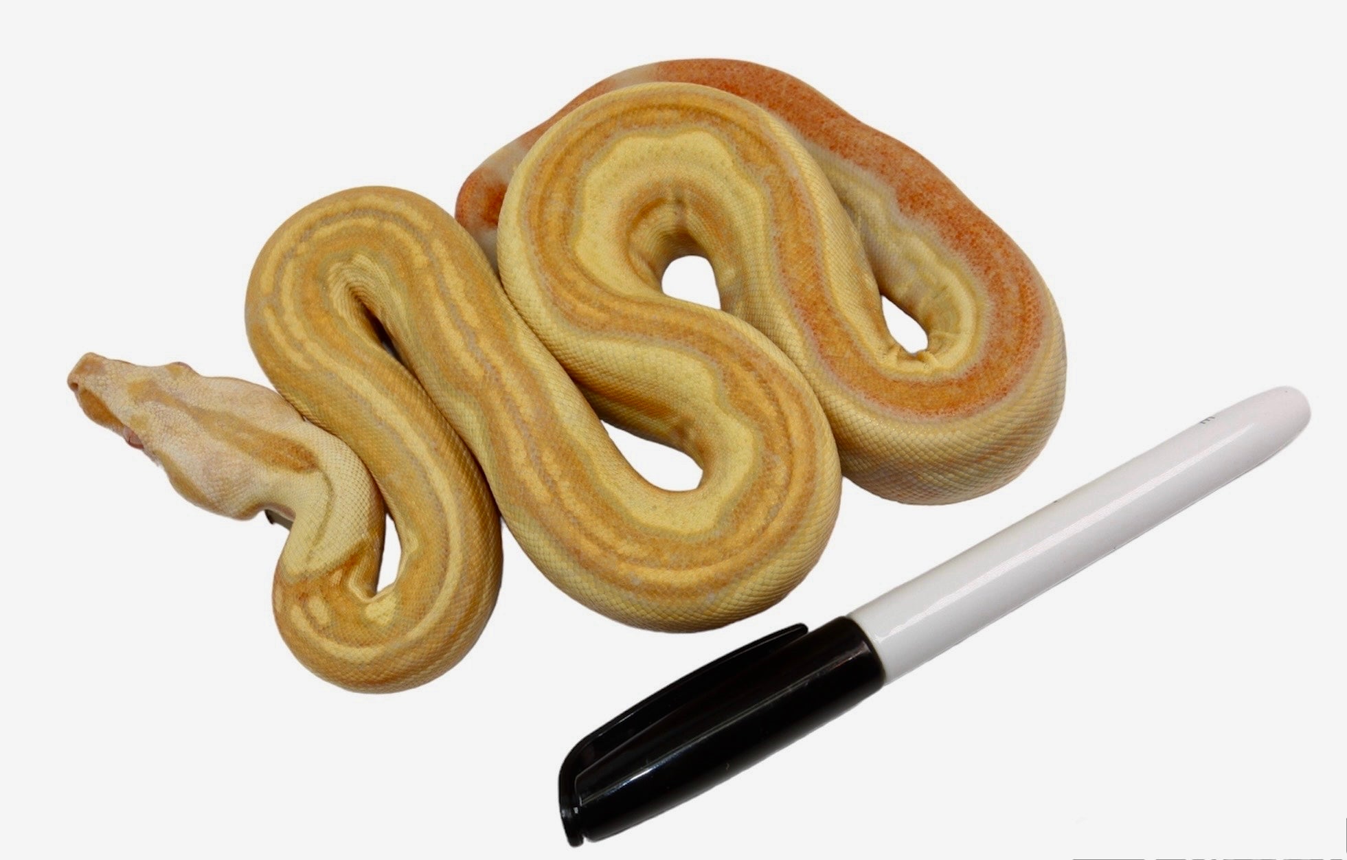 2021 Female IMG Albino Jungle Genetic stripe Boa Constrictor