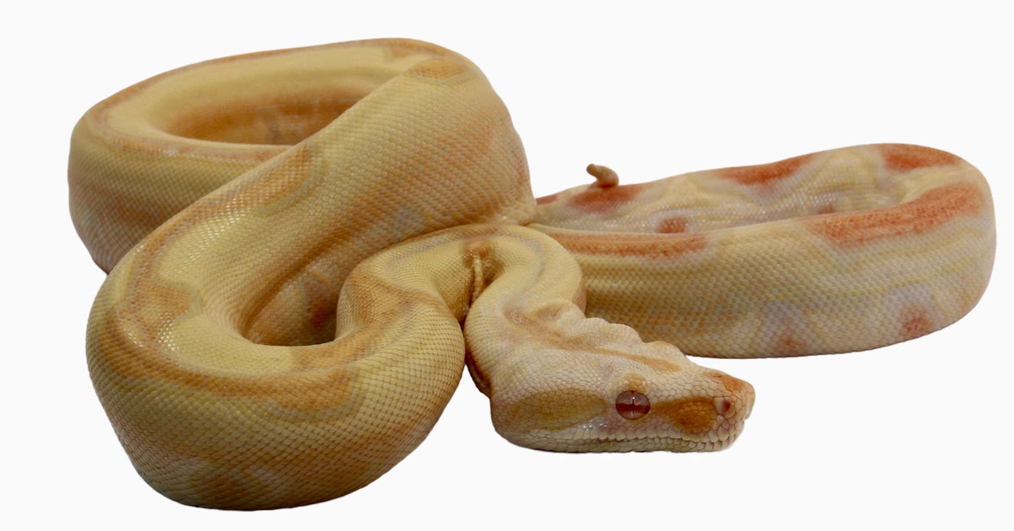 2021 Female Lipstick Line Albino IMG Sunglow Super Stripe Boa Constrictor