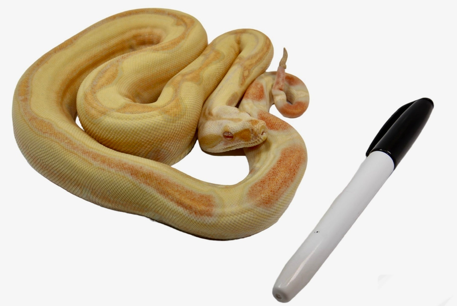 2021 Female Lipstick Line Albino IMG Sunglow Super Stripe Boa Constrictor