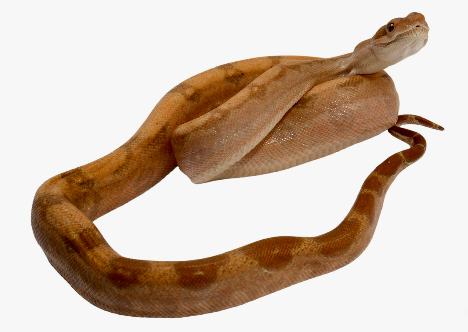 2022 Male Hypo Burke T+ Fire Boa Constrictor