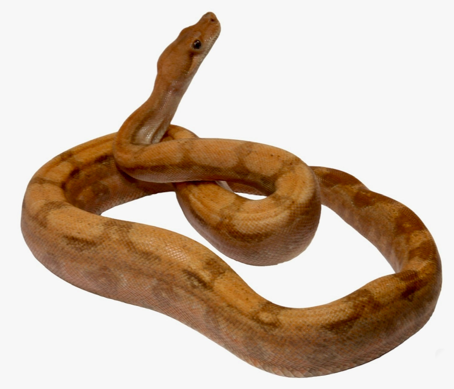 2022 Male Hypo Burke T+ Fire Boa Constrictor