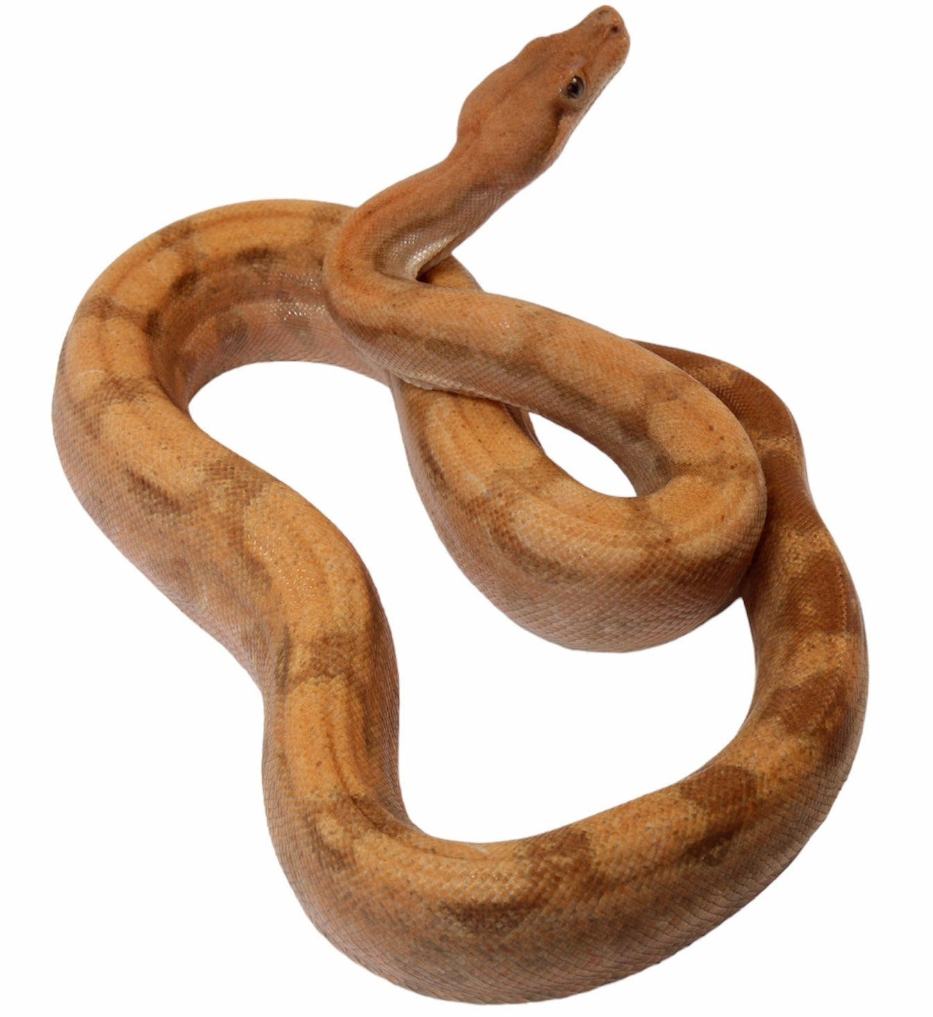 2022 Male Hypo Burke T+ Fire Boa Constrictor