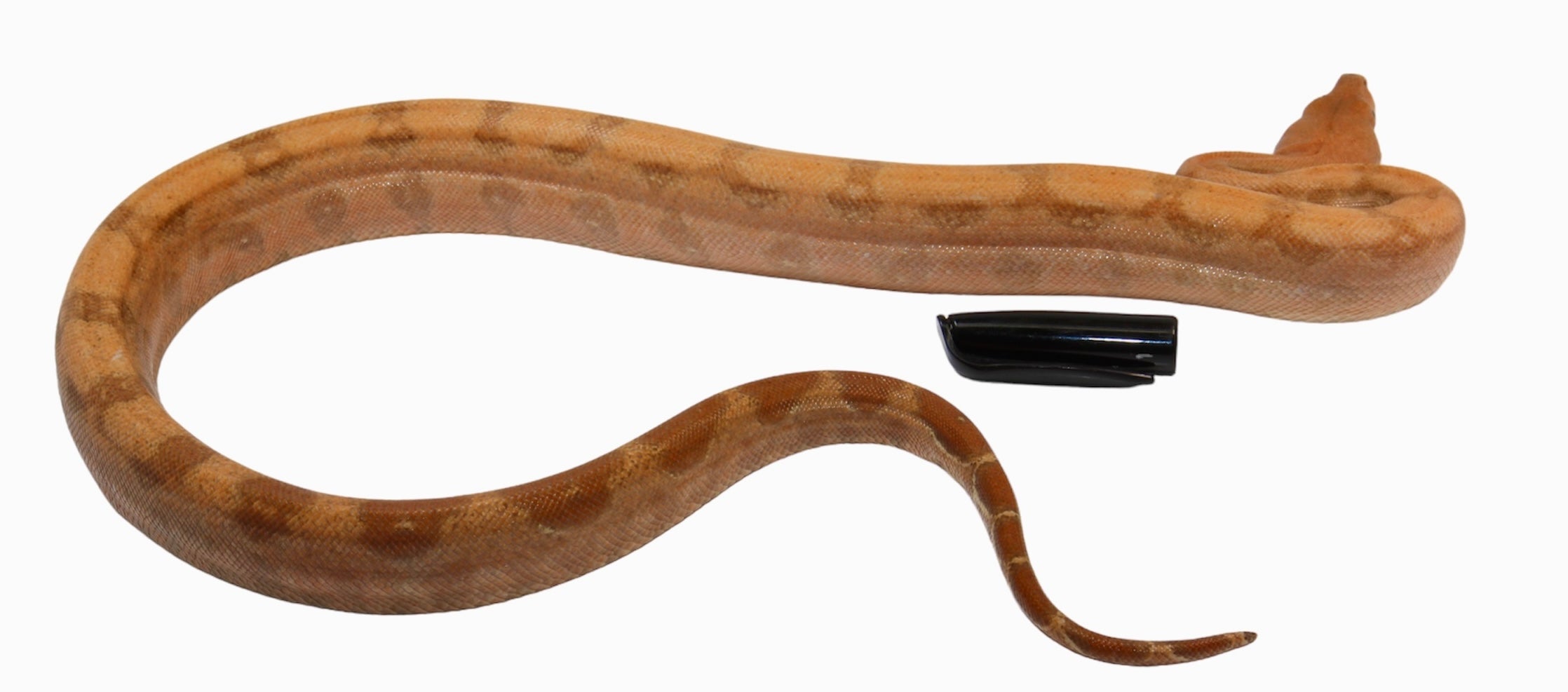 2022 Male Hypo Burke T+ Fire Boa Constrictor