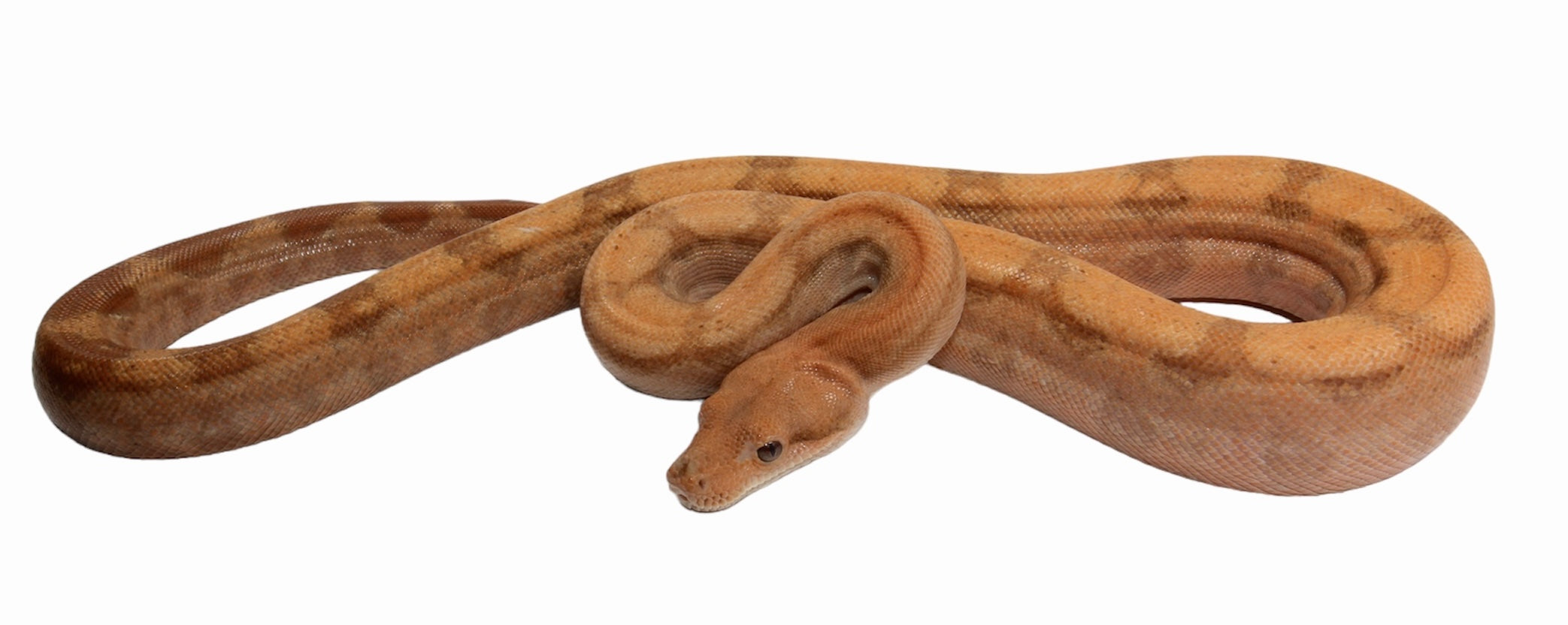 2022 Male Hypo Burke T+ Fire Boa Constrictor