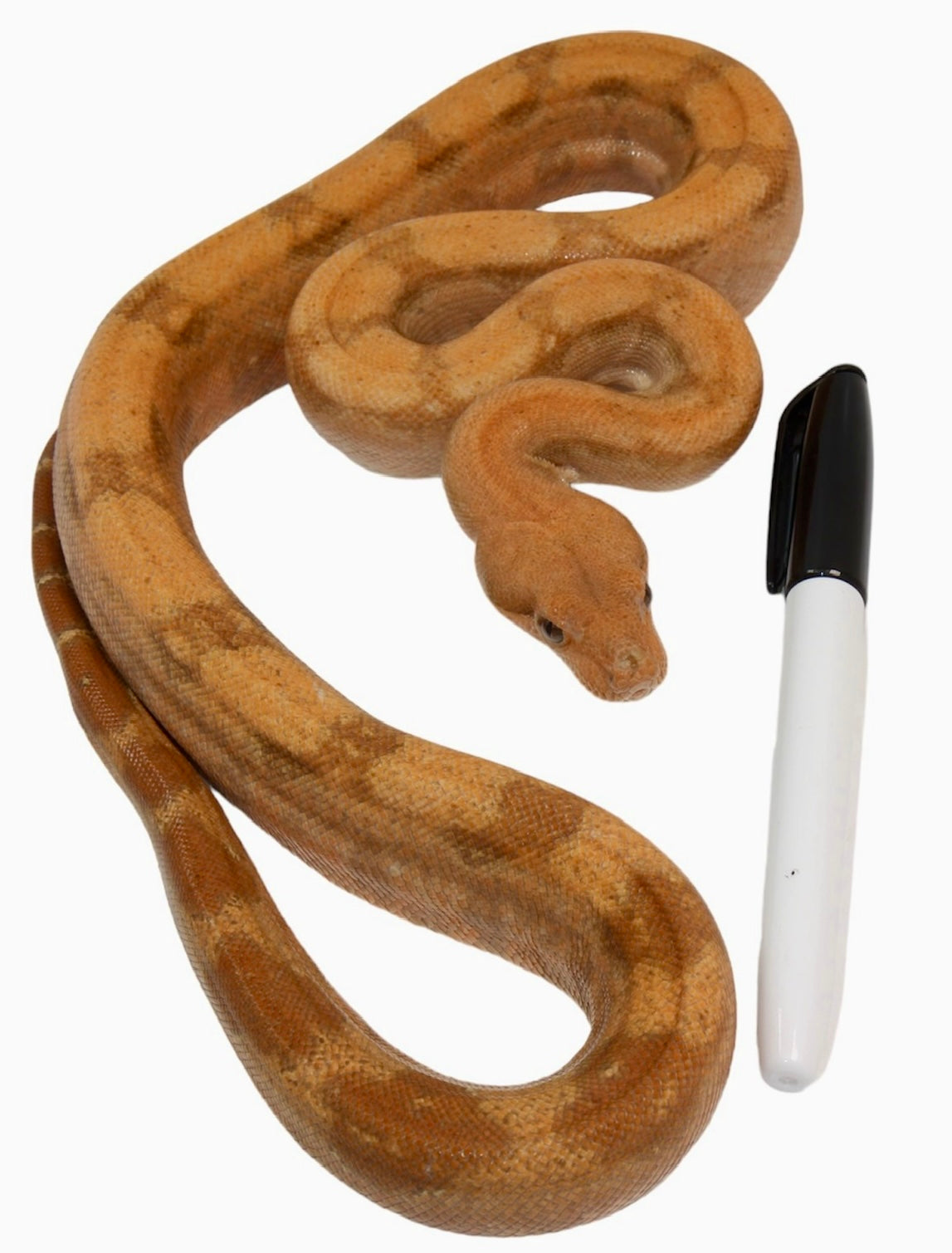 2022 Male Hypo Burke T+ Fire Boa Constrictor