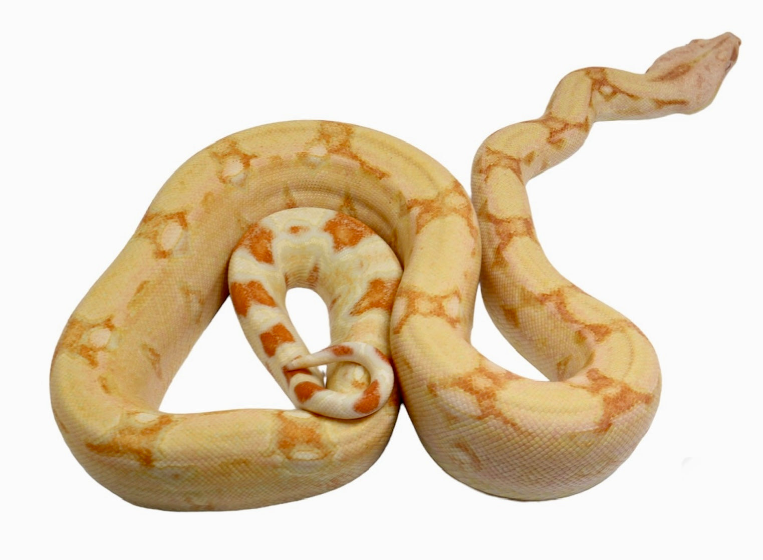 2021 Female Kahl Albino IMG Jungle From Square Tail Boa Constrictor.