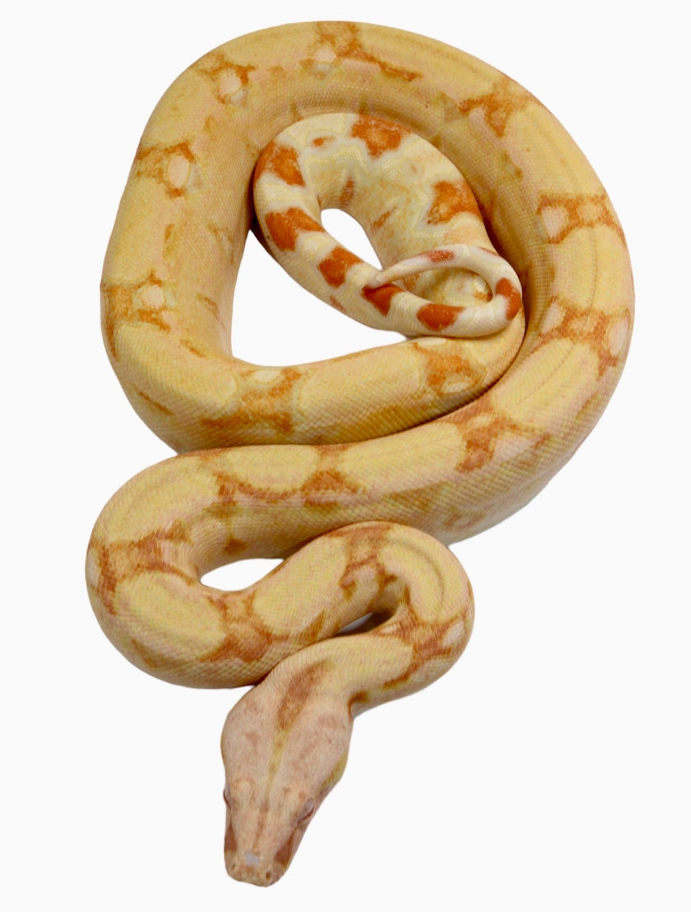 2021 Female Kahl Albino IMG Jungle From Square Tail Boa Constrictor.