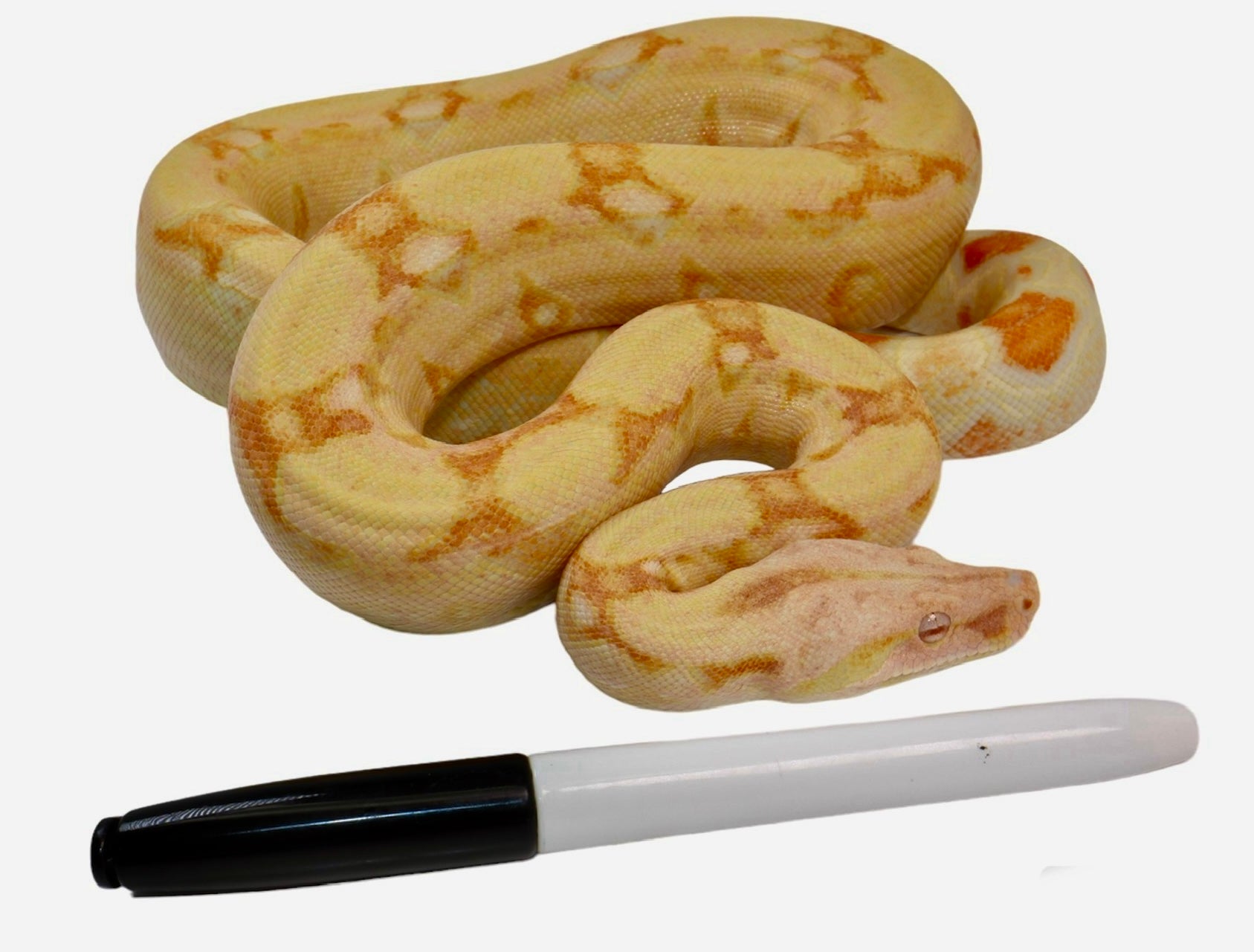 2021 Female Kahl Albino IMG Jungle From Square Tail Boa Constrictor.