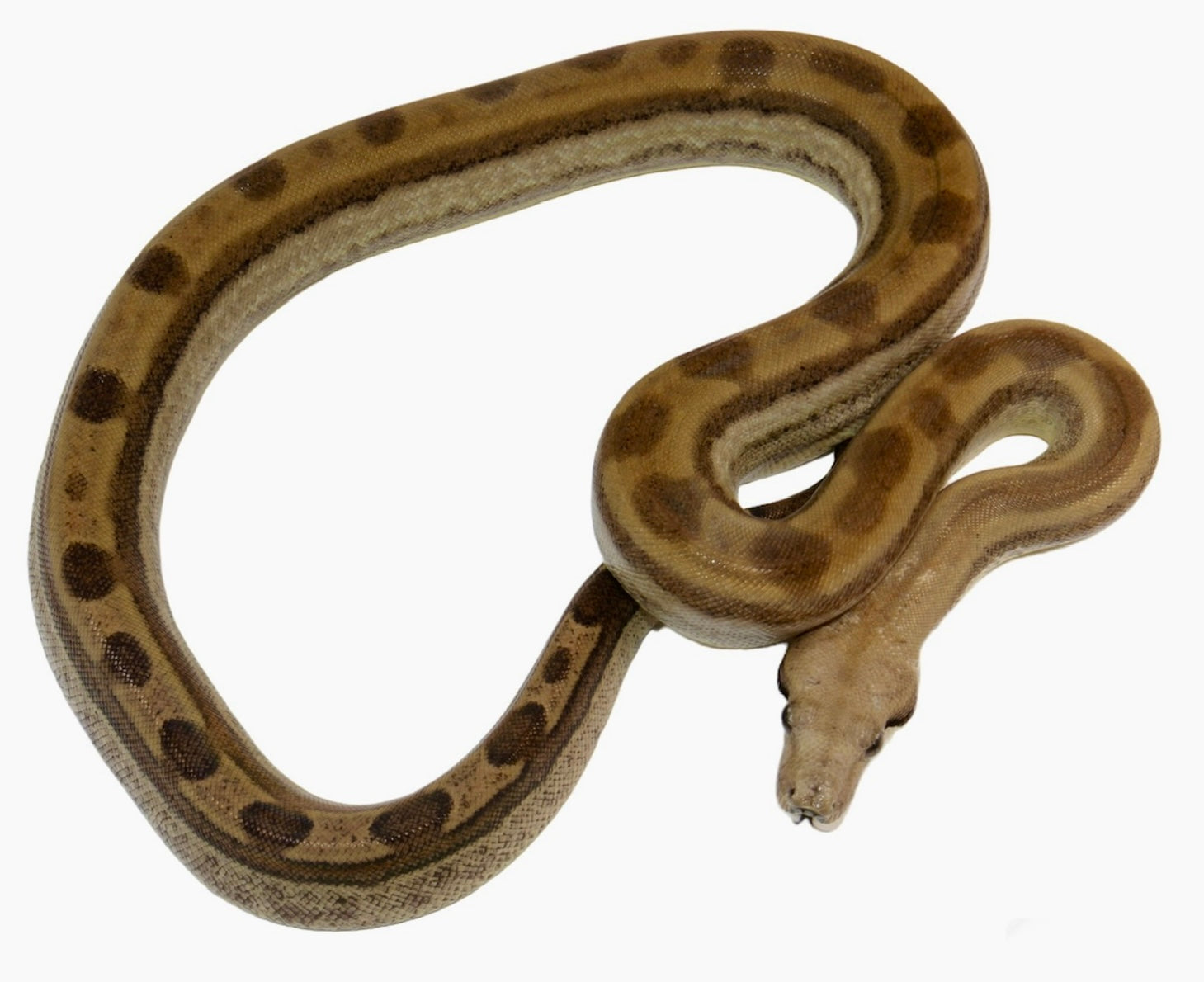 CALICO Male Fire Motley Het Anerythristic Possible Het Kahl Albino Boa Constrictor.