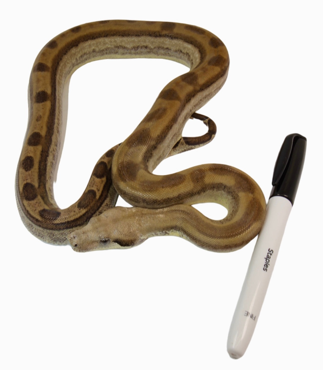 CALICO Male Fire Motley Het Anerythristic Possible Het Kahl Albino Boa Constrictor.