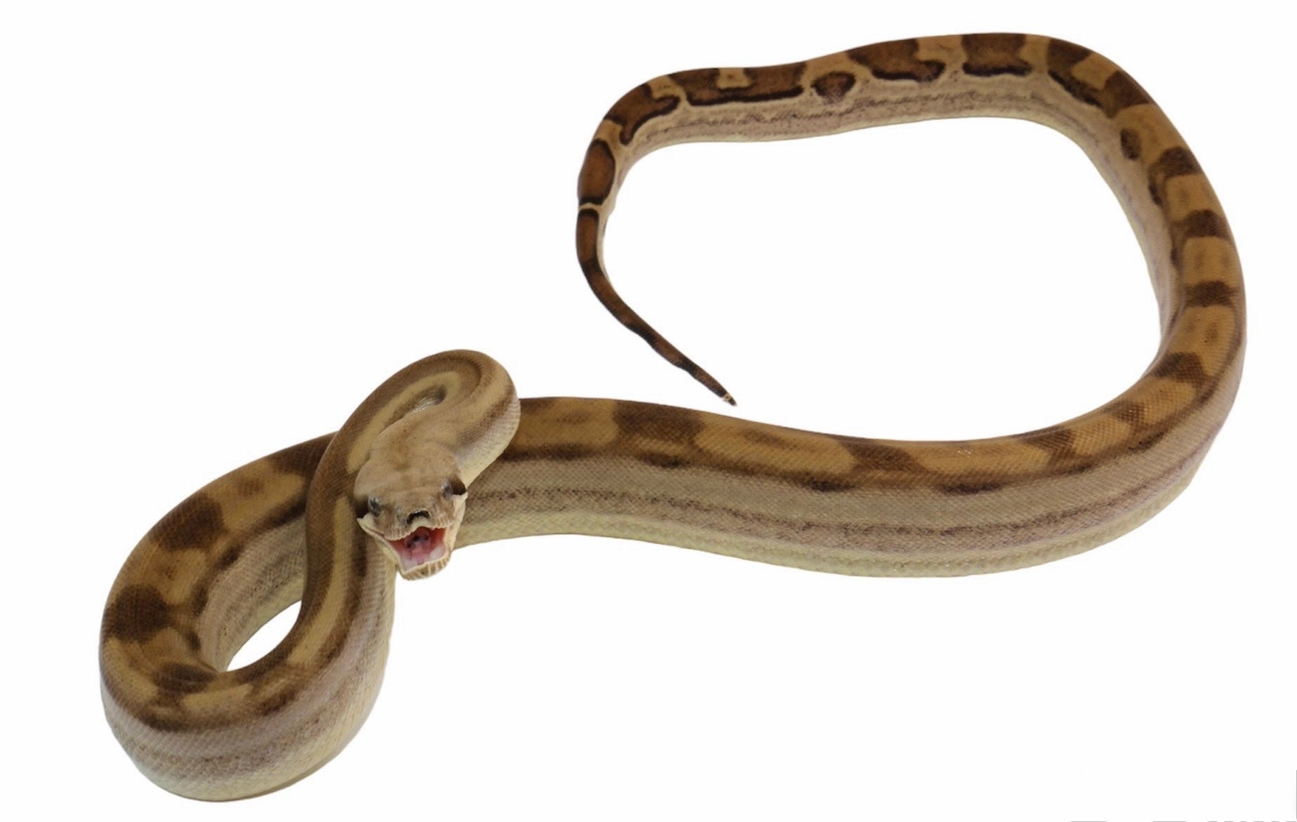 CALICO Male Fire Motley Het Anerythristic Possible Het Kahl Albino Boa Constrictor.