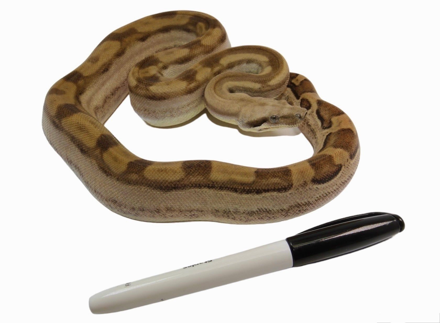 CALICO Male Fire Motley Het Anerythristic Possible Het Kahl Albino Boa Constrictor.