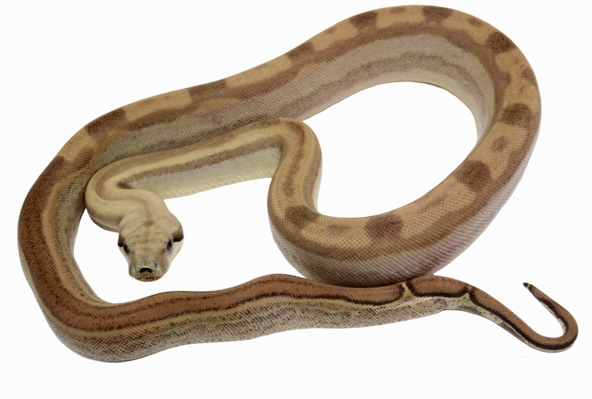 2021 Female Fire Motley Jungle Anerythristic Possible Het. Albino Boa Constrictor.