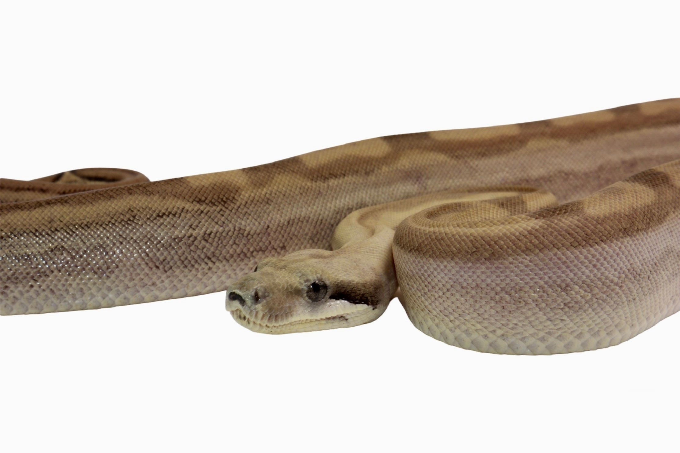 2021 Female Fire Motley Jungle Anerythristic Possible Het. Albino Boa Constrictor.