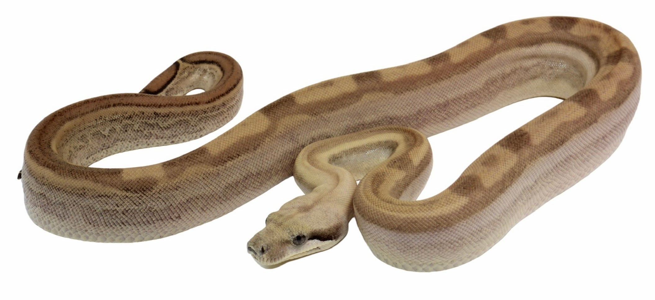 2021 Female Fire Motley Jungle Anerythristic Possible Het. Albino Boa Constrictor.