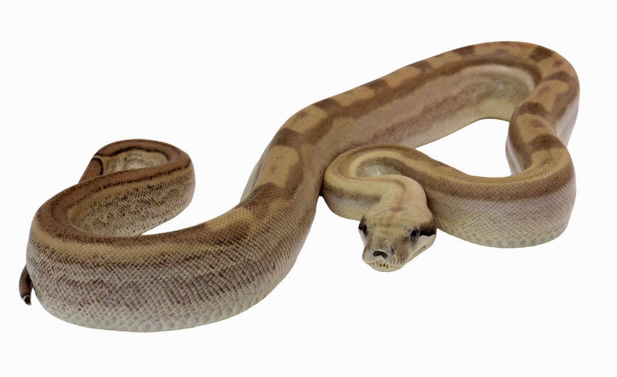2021 Female Fire Motley Jungle Anerythristic Possible Het. Albino Boa Constrictor.
