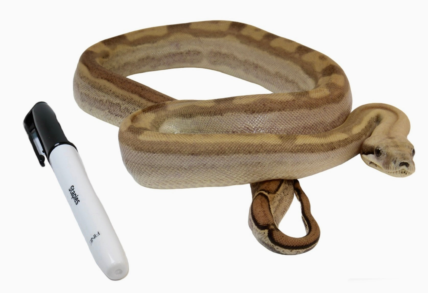 2021 Female Fire Motley Jungle Anerythristic Possible Het. Albino Boa Constrictor.