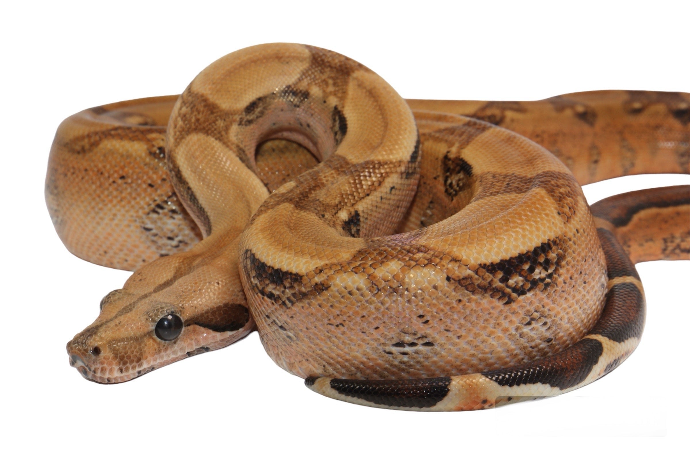 2021 Male Berry Blood Het Kahl Albino Boa Constrictor