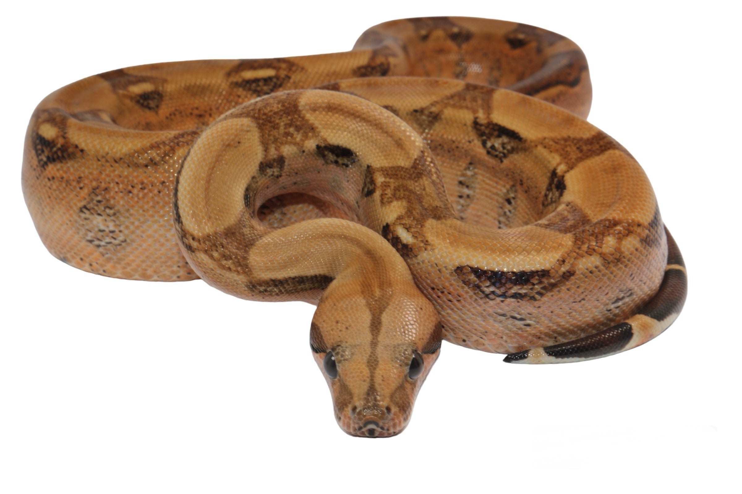 2021 Male Berry Blood Het Kahl Albino Boa Constrictor