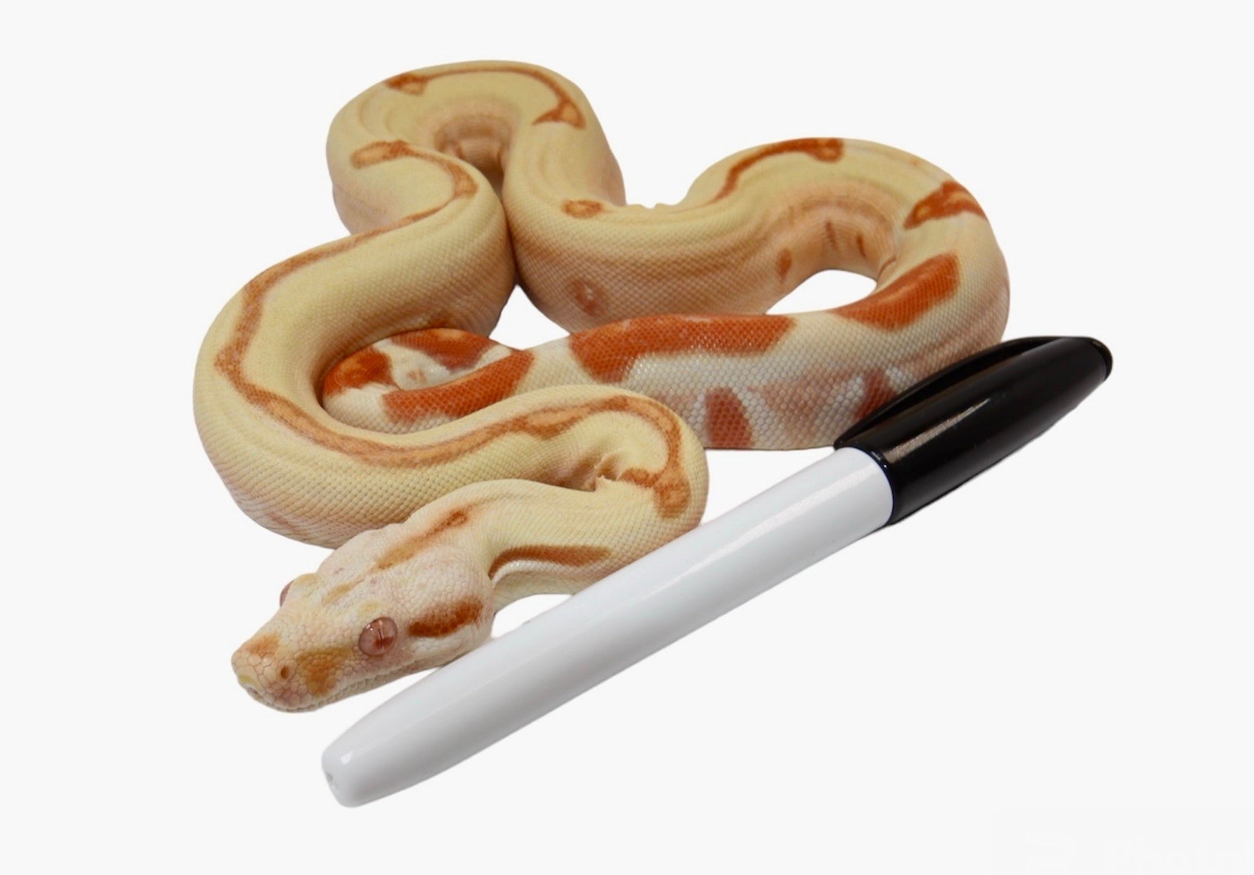 2021 Female Possible Super Sunglow Jungle Possible Het Super Stripe Boa Constrictor.