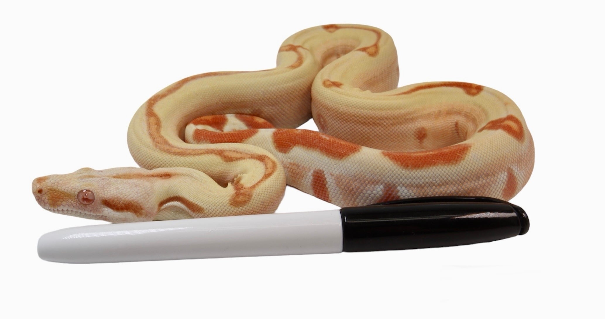 2021 Female Possible Super Sunglow Jungle Possible Het Super Stripe Boa Constrictor.