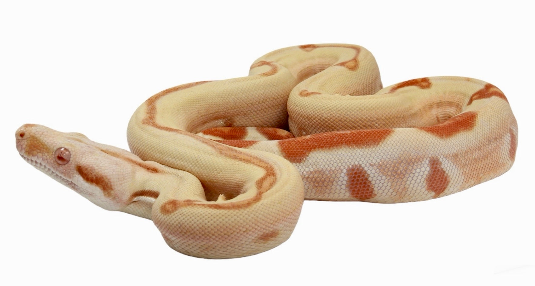 2021 Female Possible Super Sunglow Jungle Possible Het Super Stripe Boa Constrictor.