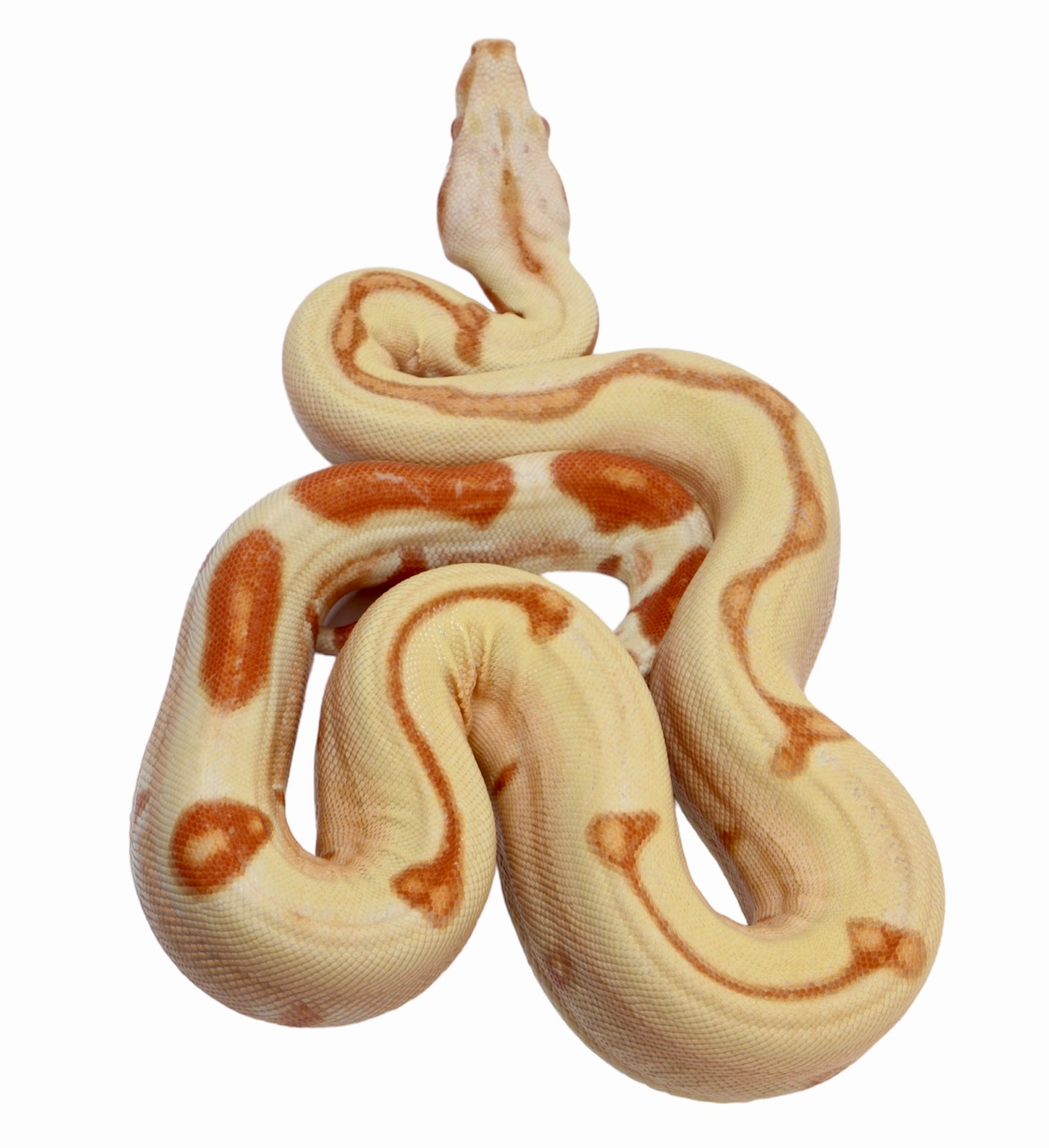 2021 Female Possible Super Sunglow Jungle Possible Het Super Stripe Boa Constrictor.