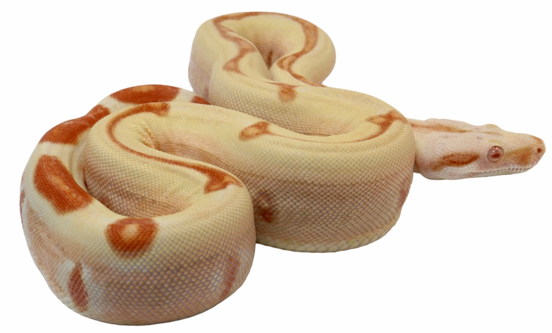 2021 Female Possible Super Sunglow Jungle Possible Het Super Stripe Boa Constrictor.