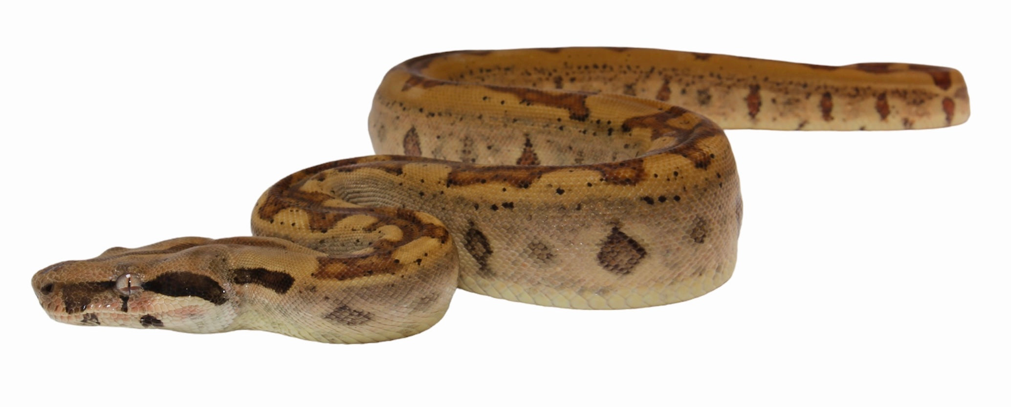 2021 Female Insane Hypo Jungle Het Burke T+ Boa Constrictor.