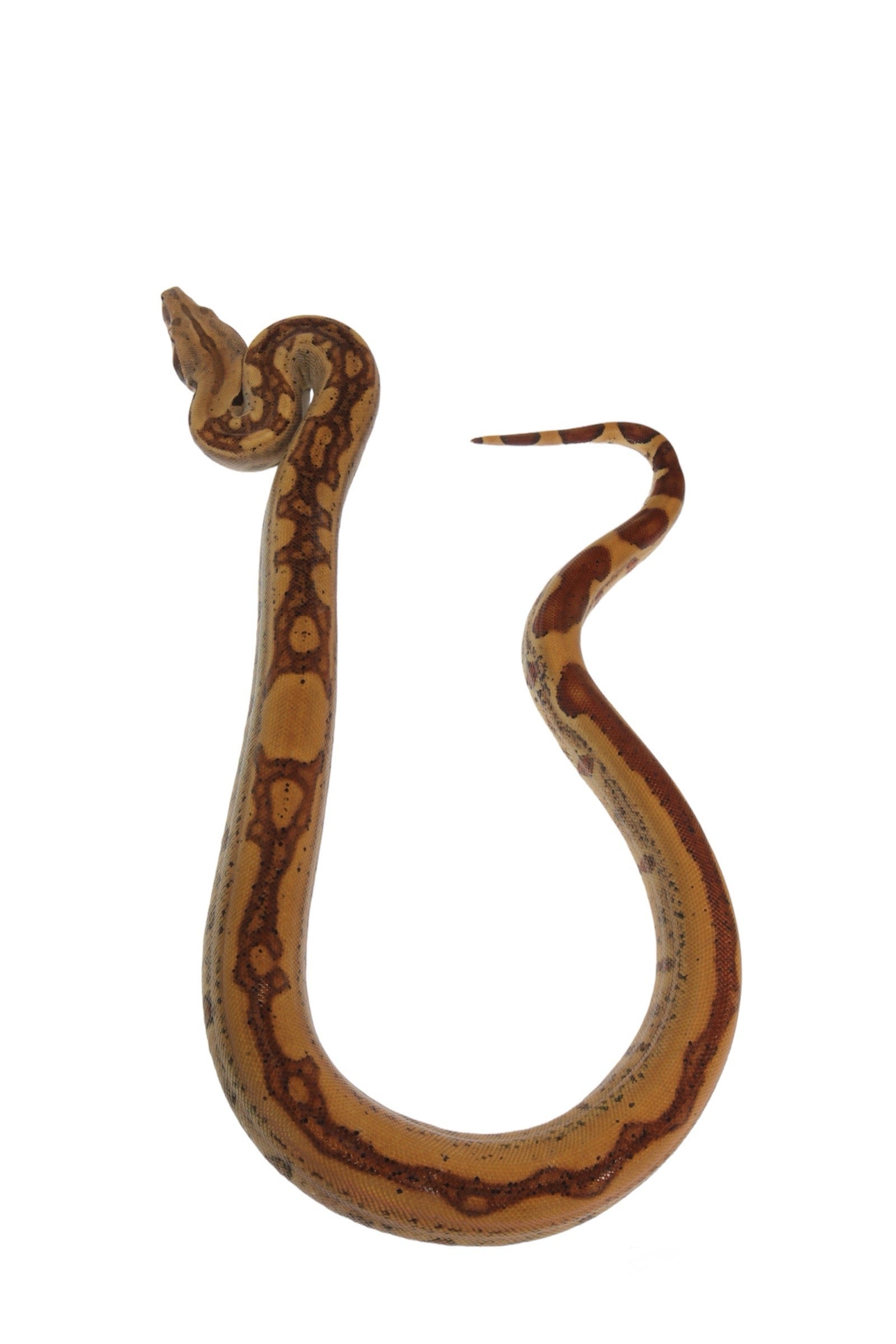 2021 Female Insane Hypo Jungle Het Burke T+ Boa Constrictor.