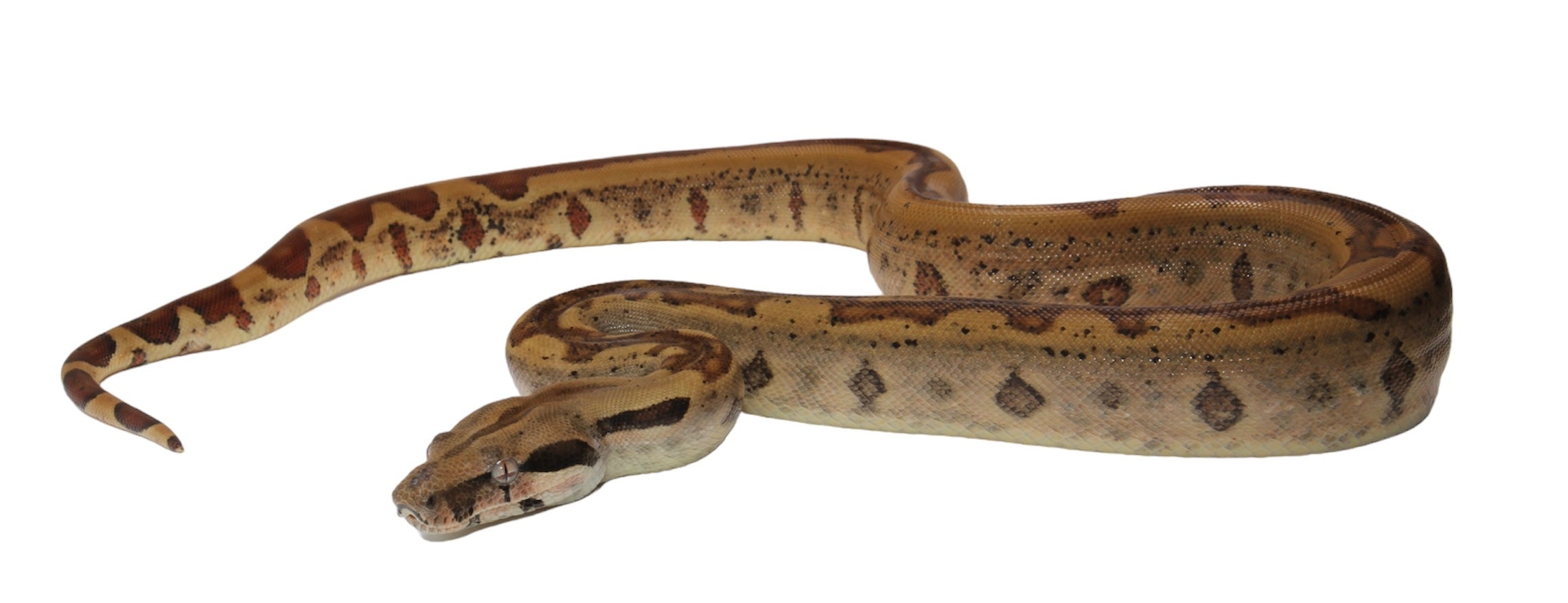 2021 Female Insane Hypo Jungle Het Burke T+ Boa Constrictor.